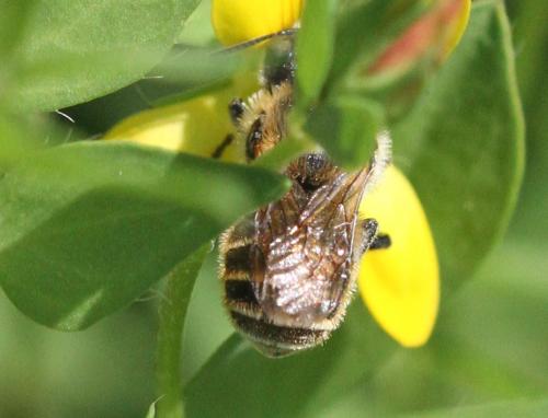 Osmia aurulenta